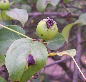 jabloň lesní – plod; Dolní Hradiště 25.6. 2006