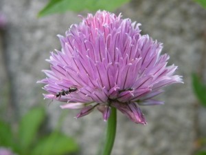 květ česneku pažitky, rostlina z kultury
